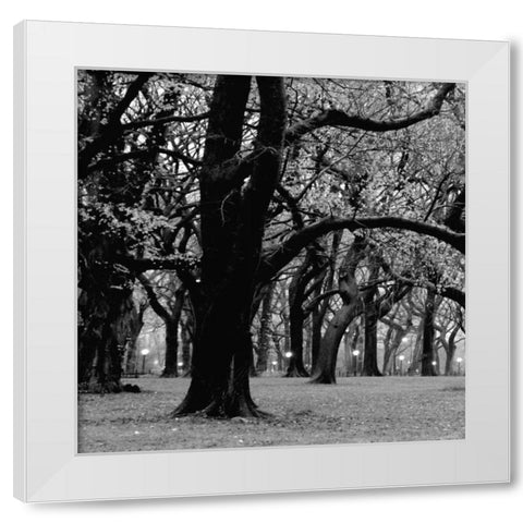 Central Park 2A White Modern Wood Framed Art Print by Grey, Jace