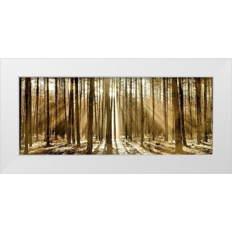 Morning through the Trees White Modern Wood Framed Art Print by Kimberly, Allen