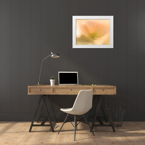 Golden Poppy White Modern Wood Framed Art Print by Allen, Kimberly