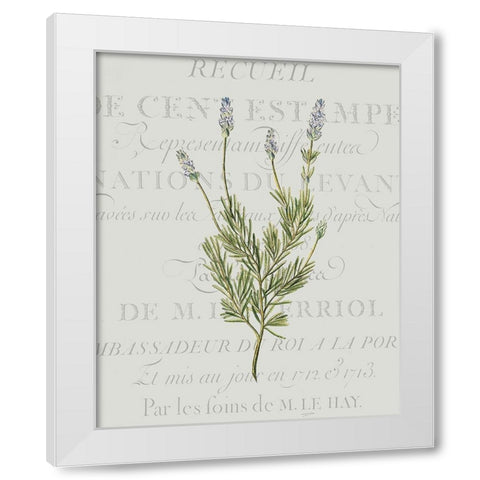 Fresh Herbs 1 White Modern Wood Framed Art Print by Kimberly, Allen