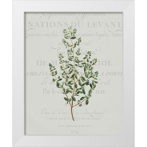 Fresh Herbs 2 White Modern Wood Framed Art Print by Kimberly, Allen