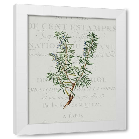 Fresh Herbs 3 White Modern Wood Framed Art Print by Kimberly, Allen