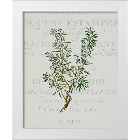 Fresh Herbs 3 White Modern Wood Framed Art Print by Kimberly, Allen