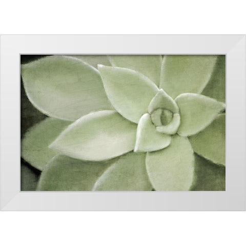 Soft Agave White Modern Wood Framed Art Print by Kimberly, Allen