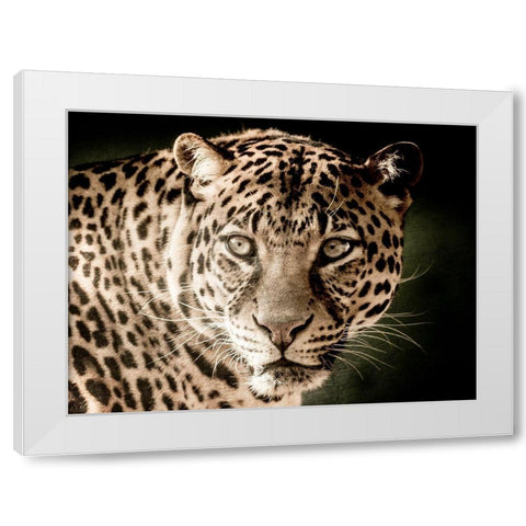 Leo White Modern Wood Framed Art Print by Kimberly, Allen