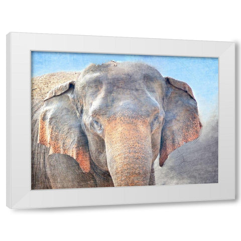 African Elephant White Modern Wood Framed Art Print by Kimberly, Allen