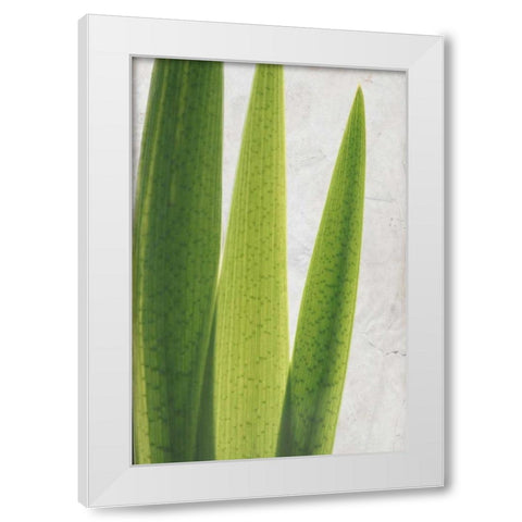 Fern Leaves White Modern Wood Framed Art Print by Allen, Kimberly