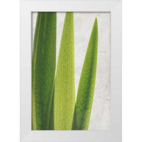 Fern Leaves White Modern Wood Framed Art Print by Allen, Kimberly