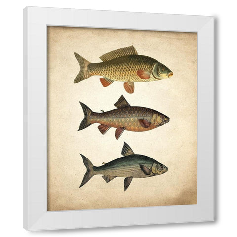 Fish B White Modern Wood Framed Art Print by Kimberly, Allen