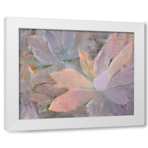 Succulents White Modern Wood Framed Art Print by Allen, Kimberly