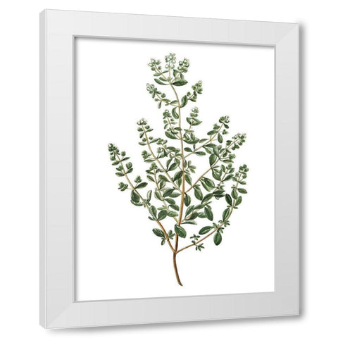 Herbs on White 2 White Modern Wood Framed Art Print by Kimberly, Allen