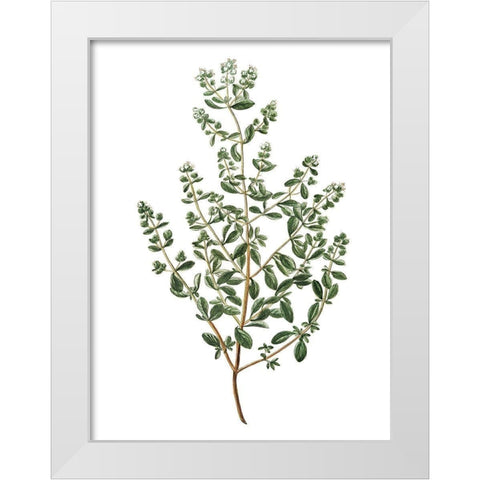 Herbs on White 2 White Modern Wood Framed Art Print by Kimberly, Allen