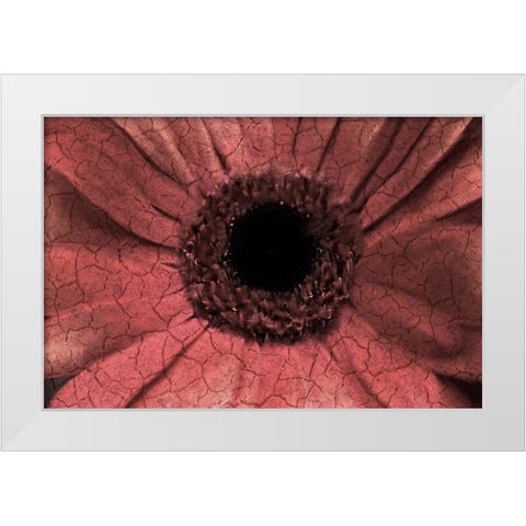 Bloom Center White Modern Wood Framed Art Print by Kimberly, Allen