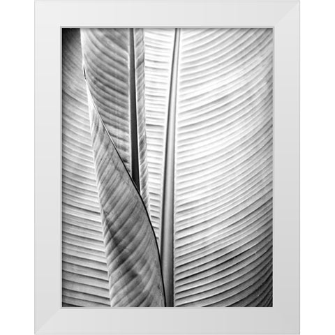 Metal BW Plant 1 White Modern Wood Framed Art Print by Allen, Kimberly