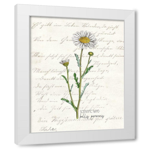 Daisy 1 White Modern Wood Framed Art Print by Kimberly, Allen