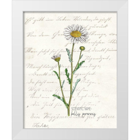 Daisy 1 White Modern Wood Framed Art Print by Kimberly, Allen