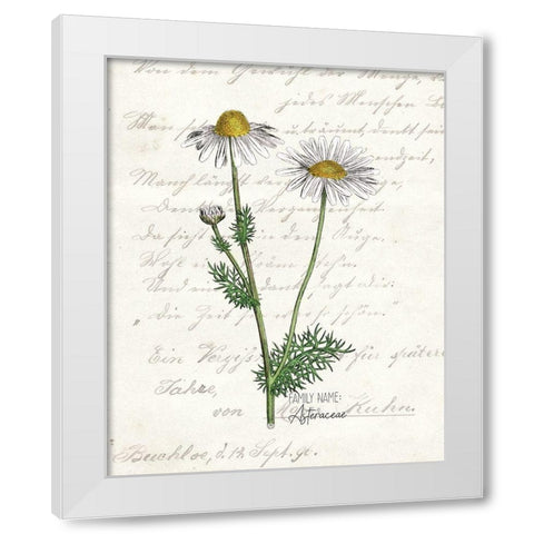 Daisy 2 White Modern Wood Framed Art Print by Kimberly, Allen