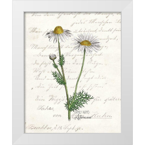 Daisy 2 White Modern Wood Framed Art Print by Kimberly, Allen