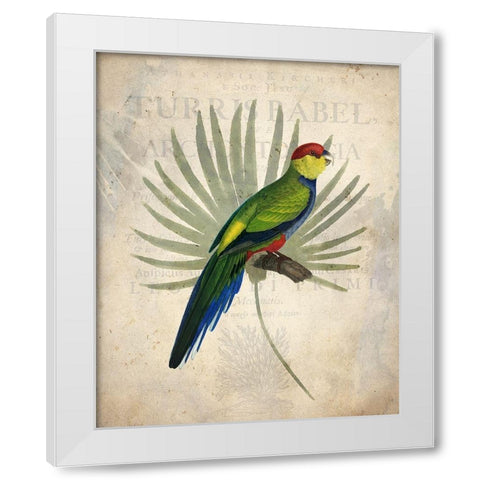 Parrot 1 White Modern Wood Framed Art Print by Kimberly, Allen