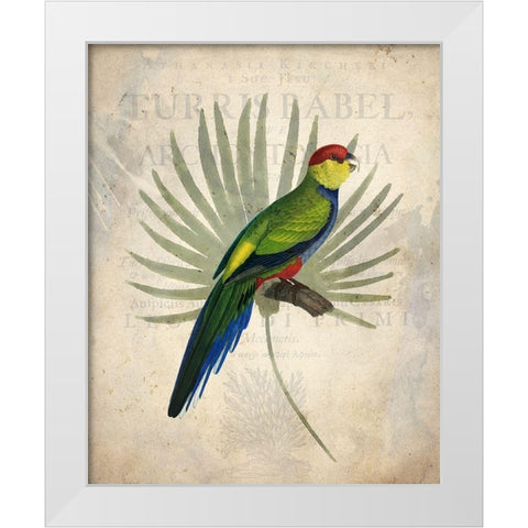 Parrot 1 White Modern Wood Framed Art Print by Kimberly, Allen
