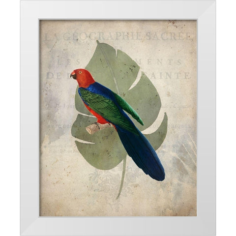 Parrot 2 White Modern Wood Framed Art Print by Kimberly, Allen