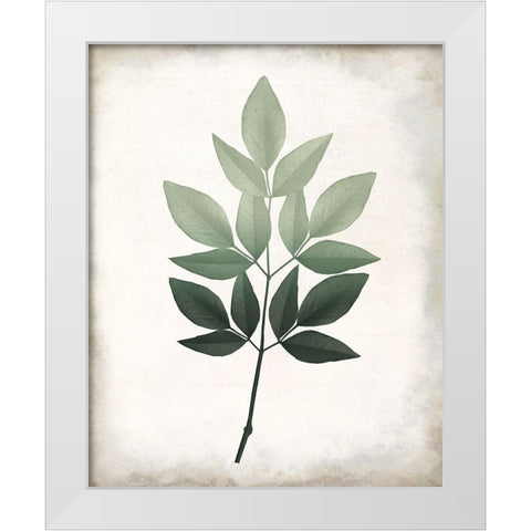 Vintage Botanical Greens 1 White Modern Wood Framed Art Print by Allen, Kimberly