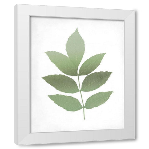 Leaves Print 1 White Modern Wood Framed Art Print by Kimberly, Allen