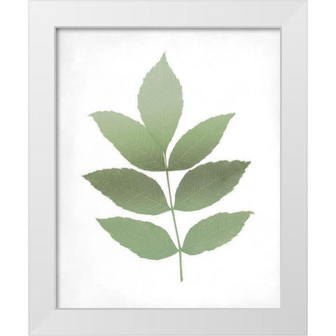 Leaves Print 1 White Modern Wood Framed Art Print by Kimberly, Allen