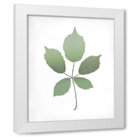 Leaves Print 2 White Modern Wood Framed Art Print by Kimberly, Allen
