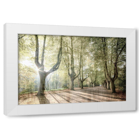 Sunlight Streams White Modern Wood Framed Art Print by Kimberly, Allen
