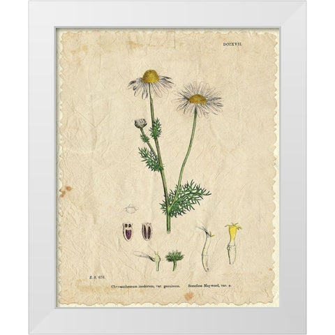 Mayweed 1 White Modern Wood Framed Art Print by Kimberly, Allen