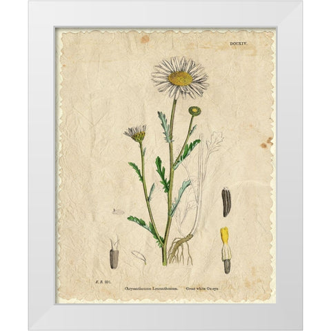 Mayweed 2 White Modern Wood Framed Art Print by Kimberly, Allen