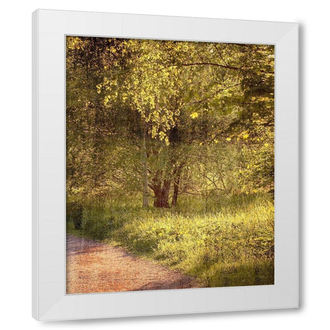 Sunlit Path 2 White Modern Wood Framed Art Print by Kimberly, Allen