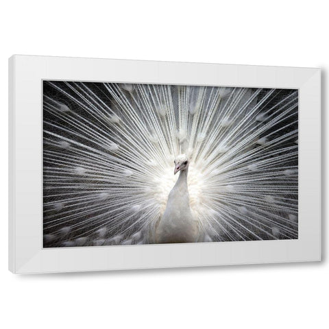 White Royal White Modern Wood Framed Art Print by Allen, Kimberly