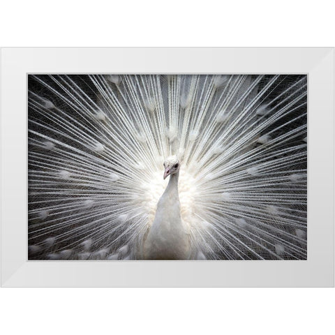 White Royal White Modern Wood Framed Art Print by Allen, Kimberly