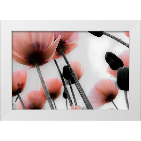 Pink Poppies White Modern Wood Framed Art Print by Allen, Kimberly