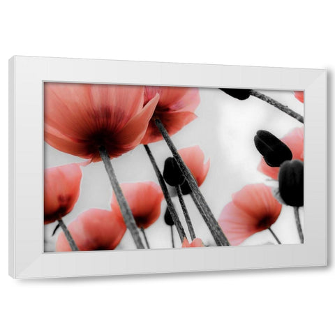 Red Poppies White Modern Wood Framed Art Print by Allen, Kimberly
