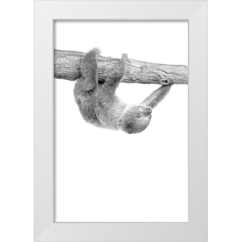 Baby Sloth 3 White Modern Wood Framed Art Print by Allen, Kimberly