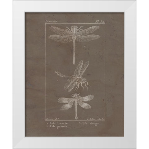 Vintage Insect 3 White Modern Wood Framed Art Print by Allen, Kimberly