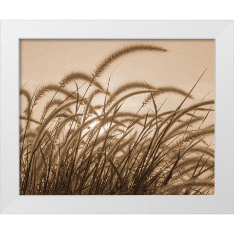 Reeds White Modern Wood Framed Art Print by Allen, Kimberly