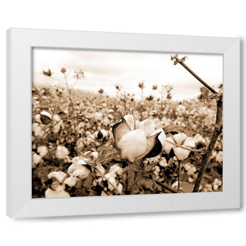 Cotton Fields White Modern Wood Framed Art Print by Allen, Kimberly
