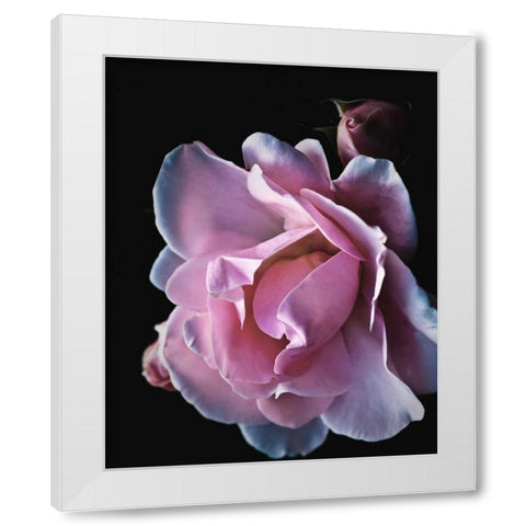 Floral Closeup 2 White Modern Wood Framed Art Print by Allen, Kimberly