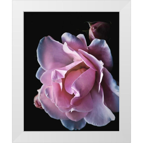 Floral Closeup 2 White Modern Wood Framed Art Print by Allen, Kimberly