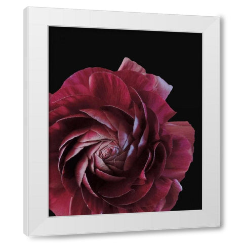 Floral Closeup 3 White Modern Wood Framed Art Print by Allen, Kimberly