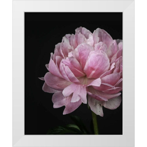 Floral Closeup 4 White Modern Wood Framed Art Print by Allen, Kimberly