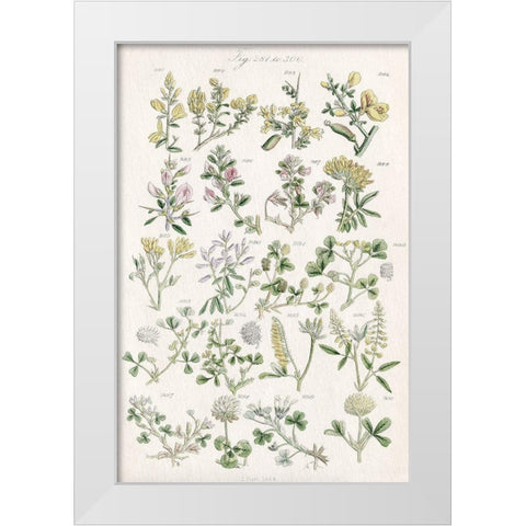 Wildflower Field Guide White Modern Wood Framed Art Print by Allen, Kimberly