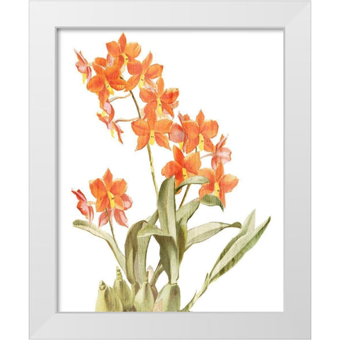 Orchid Love 2 White Modern Wood Framed Art Print by Kimberly, Allen