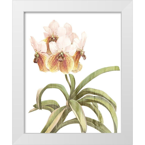 Orchid Love 3 White Modern Wood Framed Art Print by Kimberly, Allen