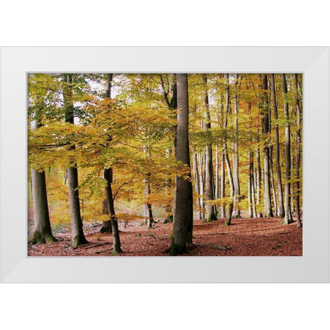 Autumn Walk White Modern Wood Framed Art Print by Allen, Kimberly
