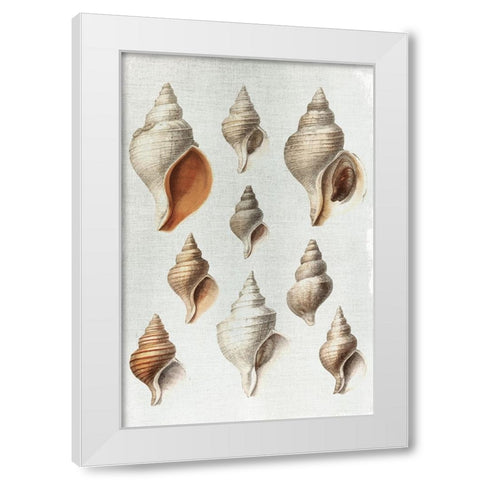 Conch Shells White Modern Wood Framed Art Print by Allen, Kimberly